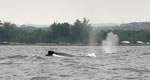 whales in Hilo Bay