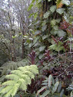Click to enlarge big ferns at Akaka Falls